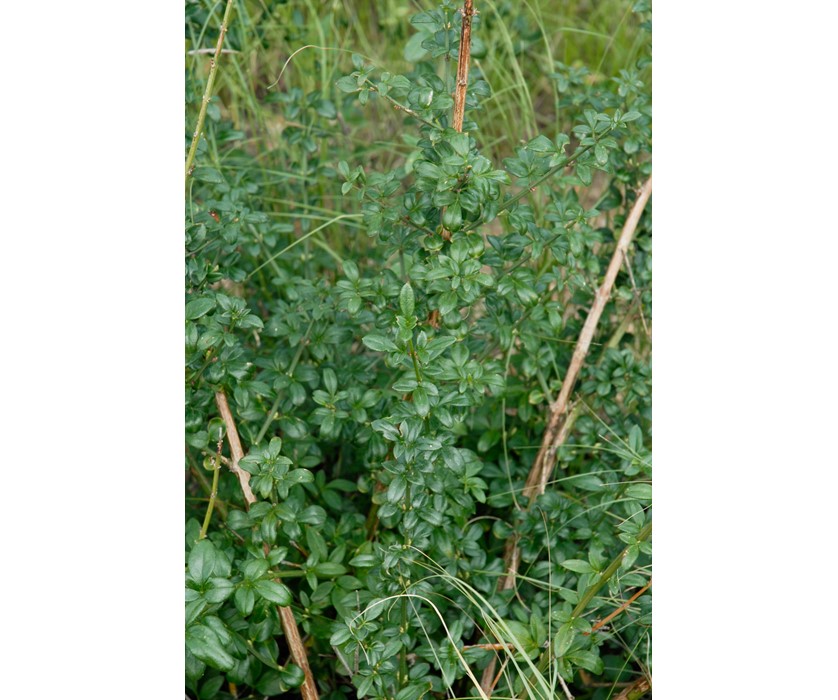 Winter Jasmine